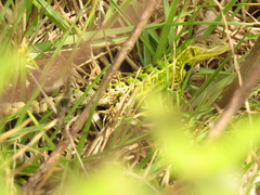 Stenocercus trachycephalus