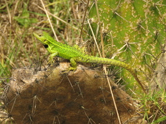 Stenocercus trachycephalus