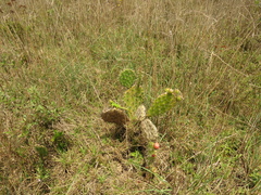 Stenocercus trachycephalus