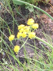 Lomatium triternatum