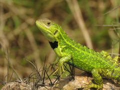 Stenocercus trachycephalus