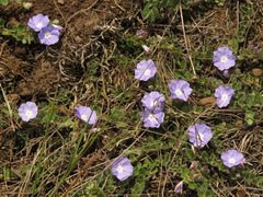 Evolvulus bogotensis