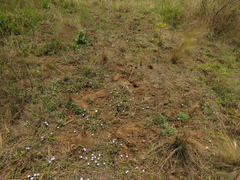 Evolvulus bogotensis