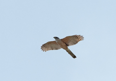 Accipiter gundlachi