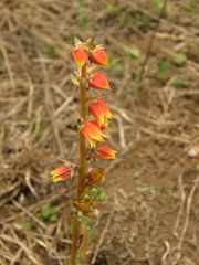 Echeveria bicolor