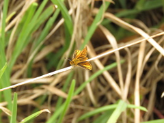 Ancyloxypha melanoneura