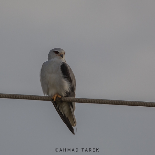 Black-winged Kite