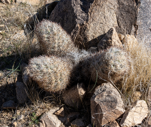 Pelecyphora alversonii