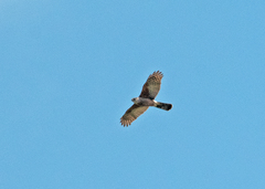 Accipiter gundlachi