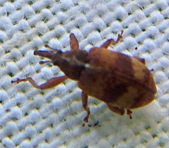 Anthonomus pedicularius