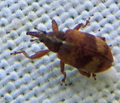 Anthonomus pedicularius