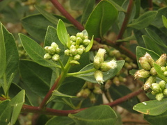 Baccharis macrantha