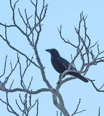 Corvus palmarum