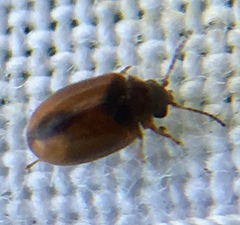 Contacyphon variabilis