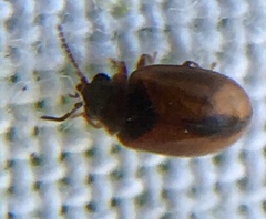 Contacyphon variabilis