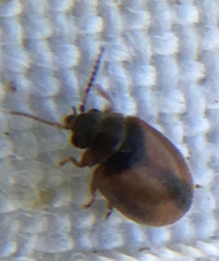 Contacyphon variabilis