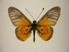 Acraea orestia