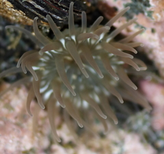 Aulactinia incubans