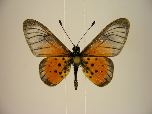 Orestia glassy acraea