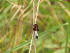 Erythrodiplax abjecta