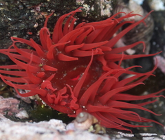 Aulactinia