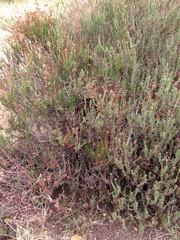 Eriogonum fasciculatum foliolosum