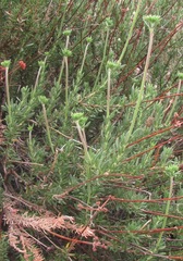 Eriogonum fasciculatum foliolosum