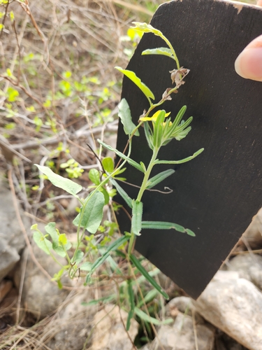 Image of Lithospermum mirabile by (c) Jo Roberts, some rights reserved (CC BY)