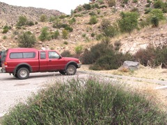 Eriogonum fasciculatum foliolosum