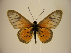 Acraea orestia