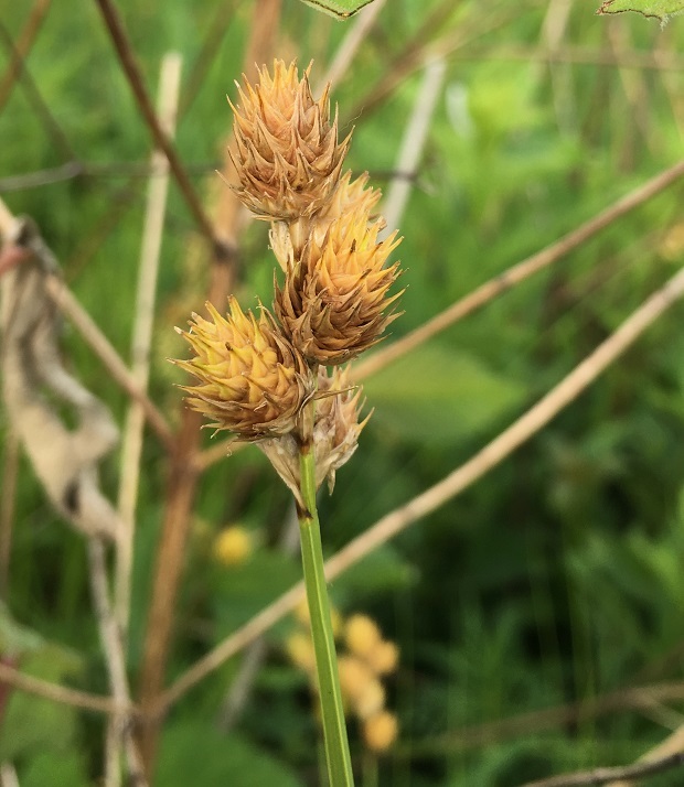 Carex opaca