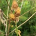 Carex opaca - Photo (c) kwillard, algunos derechos reservados (CC BY-NC), subido por kwillard