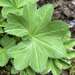 Pale Lady's-Mantle - Photo (c) wolff christiane, some rights reserved (CC BY-NC), uploaded by wolff christiane