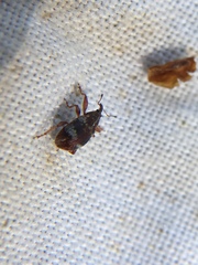 Anthonomus pedicularius