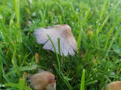 Coprinellus micaceus