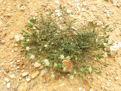 Caryophyllaceae