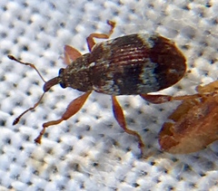 Anthonomus pedicularius