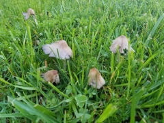 Coprinellus micaceus