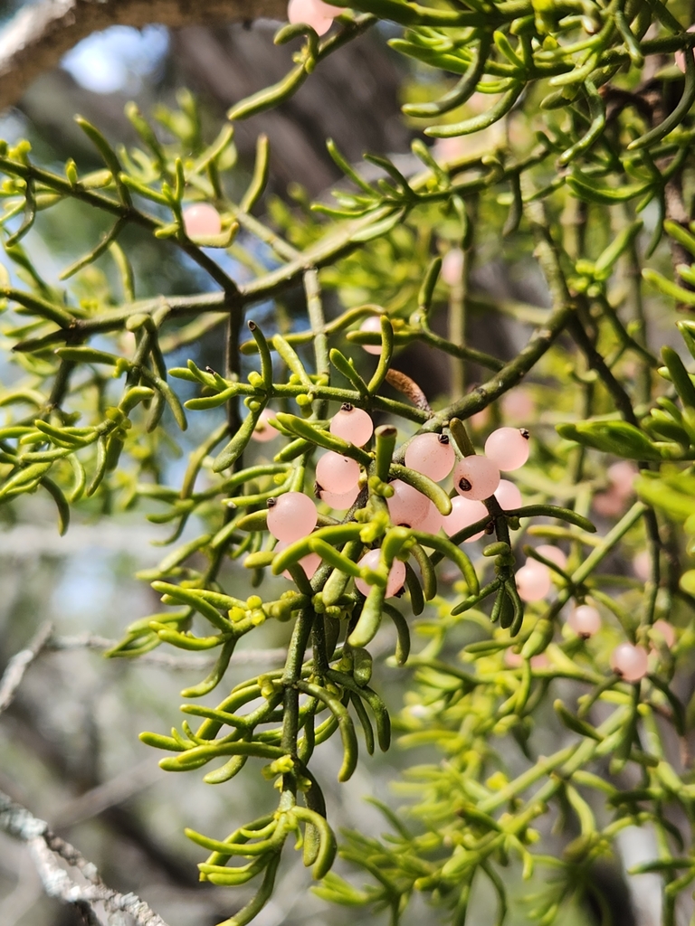 Hawksworth's Mistletoe