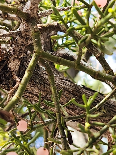 Image of Phoradendron hawksworthii by (c) Jo Roberts, some rights reserved (CC BY)