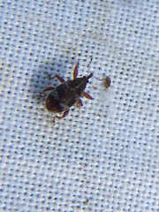 Anthonomus pedicularius