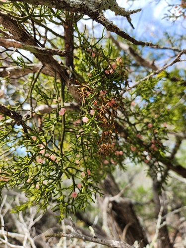 Image of Phoradendron hawksworthii by (c) Jo Roberts, some rights reserved (CC BY)