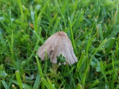 Coprinellus micaceus