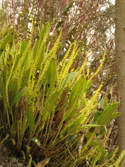 Stelis galeata