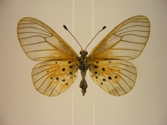 Acraea orestia