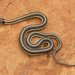 Black-necked Gartersnake - Photo (c) J. N. Stuart, some rights reserved (CC BY-NC-ND)