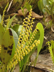 Stelis galeata