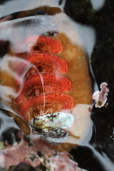 Dendrochiton flectens