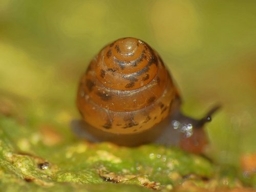 Sitala normalis observed 2024-03-10
