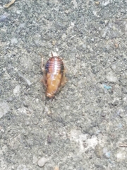 Chorisoneura texensis